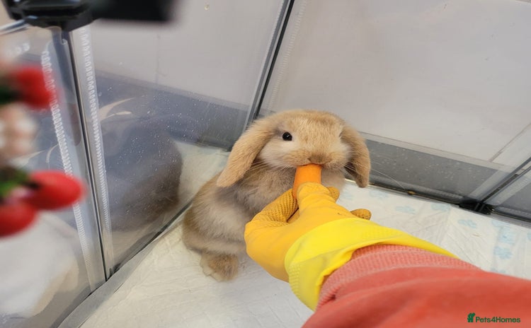 Mini Lop rabbits - Advert 4