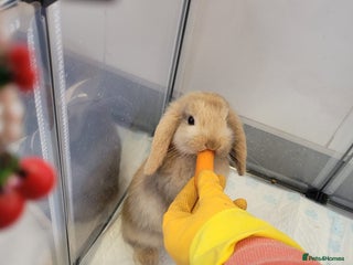 Mini Lop rabbits - Advert 20