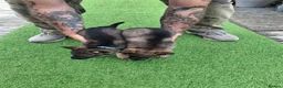 German Shepherd dogs for sale: Fully Health Tested KC Registered Working Line - Advert 12