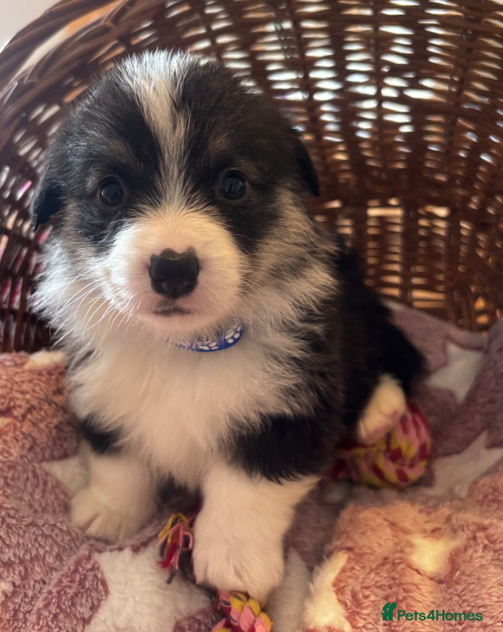 Welsh Corgi Pembroke dogs for sale: Stunning champion breed Tri Corgi Puppies  - Advert 20