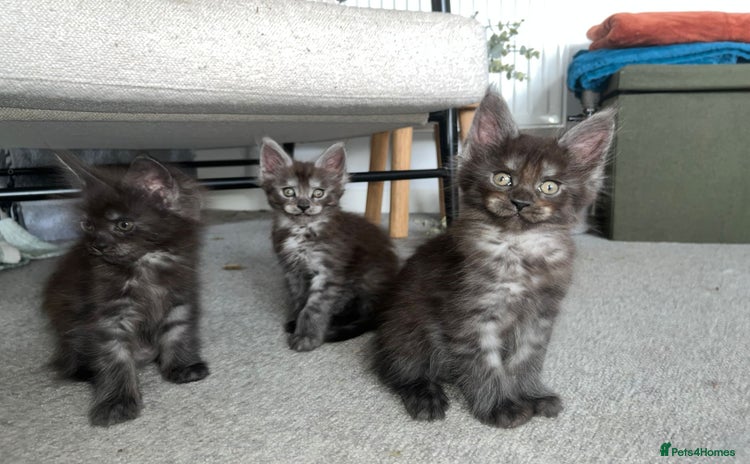 Maine Coon cats - Advert 2