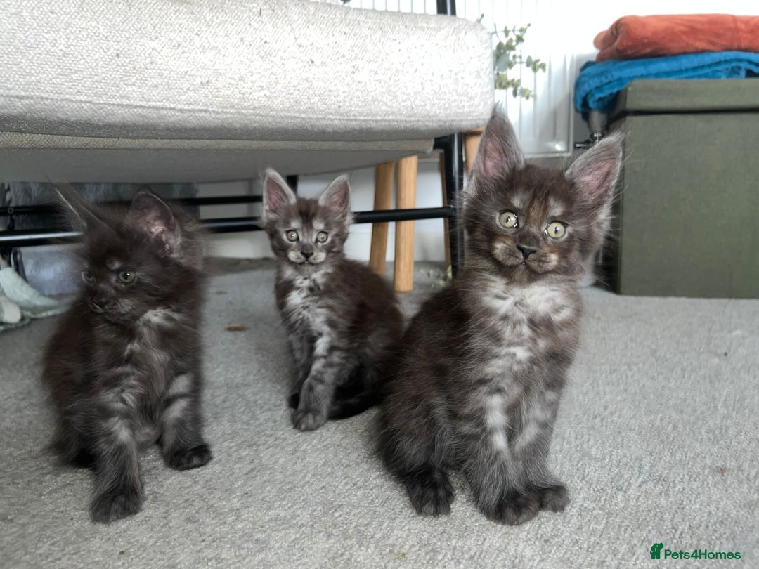 Maine Coon cats for sale: Stunning championship Maine coon black smoke - Image 1