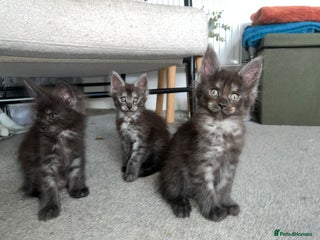 Maine Coon cats - Advert 1