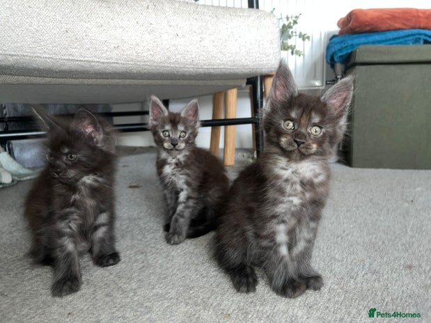 Maine Coon cats - Advert 4