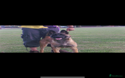 Belgian Shepherd Dog dogs for sale: Belgian malinois puppies - Image 19