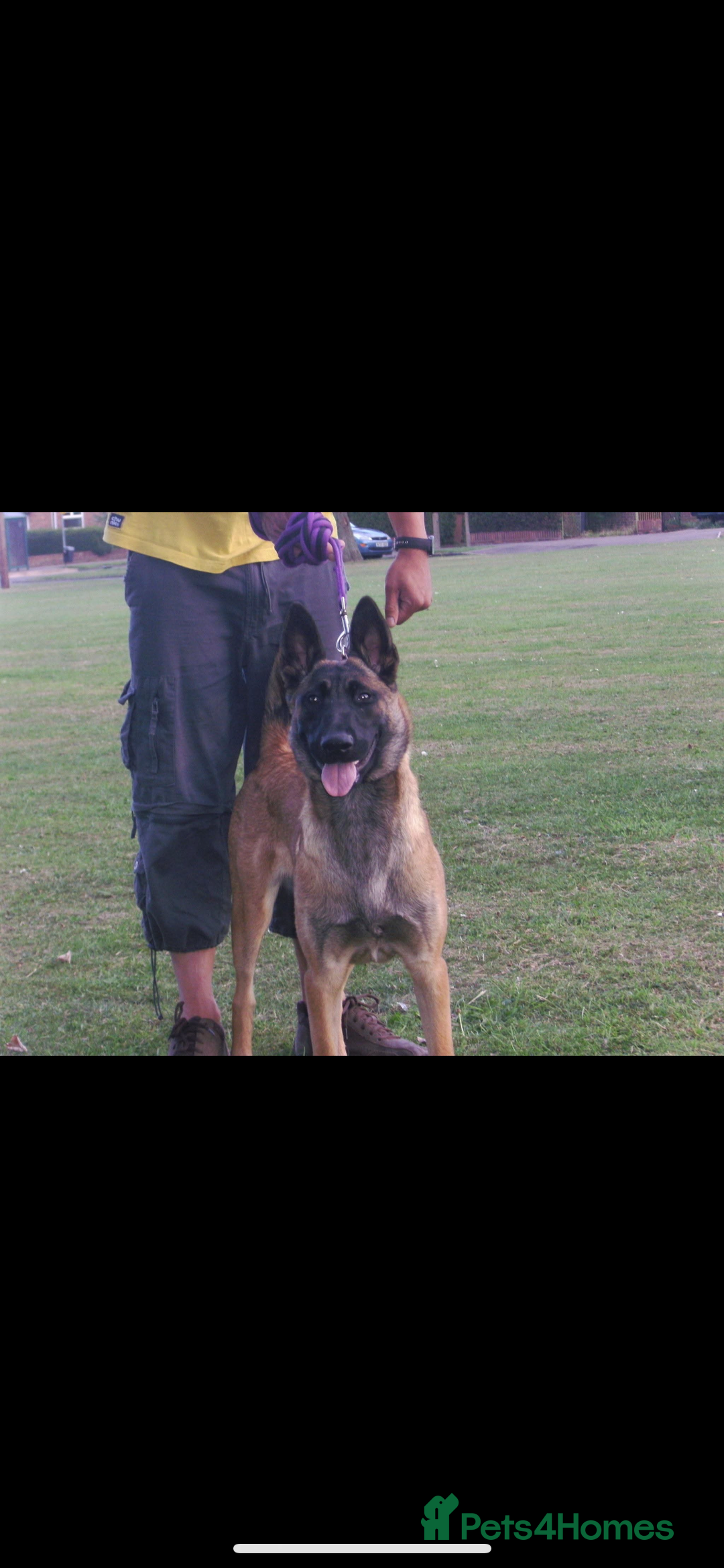 Belgian Shepherd Dog dogs for sale: Belgian malinois puppies - Image 19