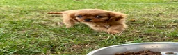 Cavalier King Charles Spaniel dogs for sale: Beautiful Cavalier Puppies Looking for Forever in Ashford - Advert 4