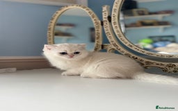 British Shorthair cats for sale: 🌟Adorable Pure BSH 5 kittens 🌟 - Image 27