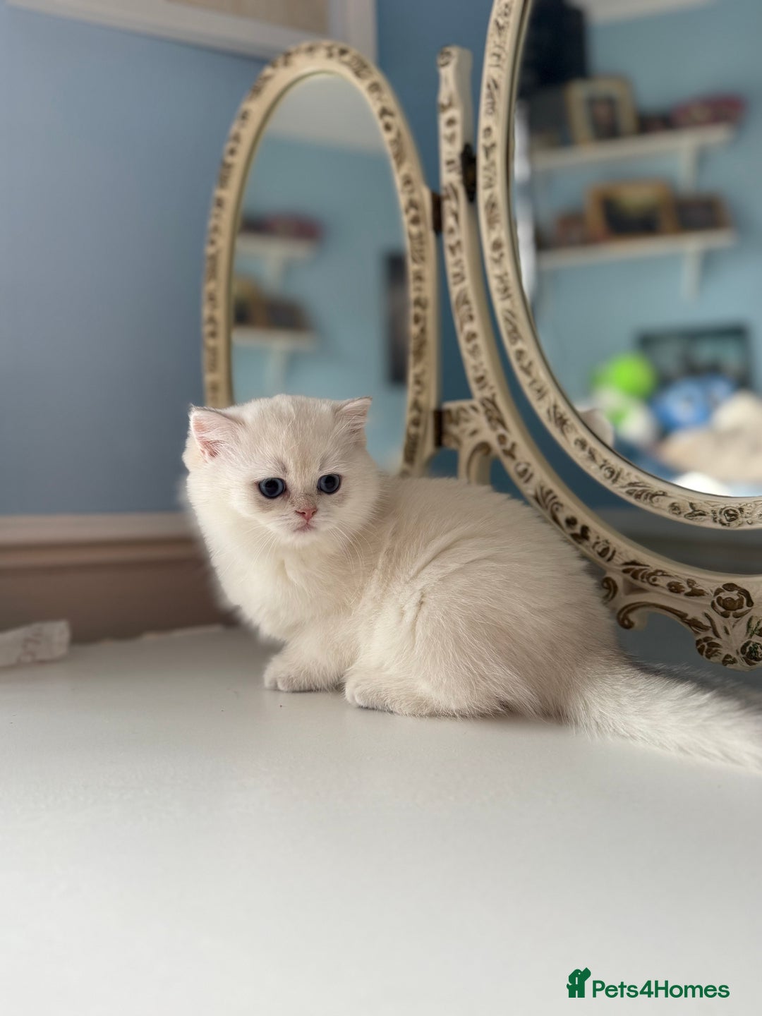 British Shorthair cats for sale: 🌟Adorable Pure BSH 5 kittens 🌟 - Image 27