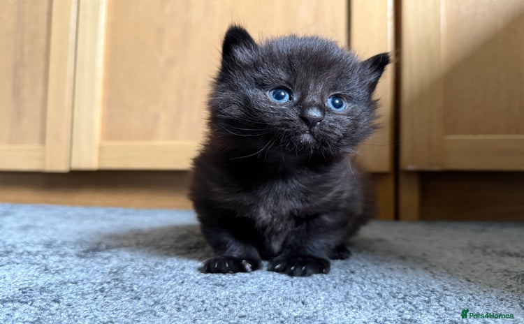 Domestic Shorthair cats - Advert 5