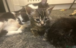 Mixed Breed cats for sale: Soft, Sweet, and Full of Fun…. - Advert 18