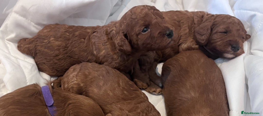Cockapoo dogs for sale: Red Cockapoo 🐶 F1B looking for loving home 🥰 in London - Image 5