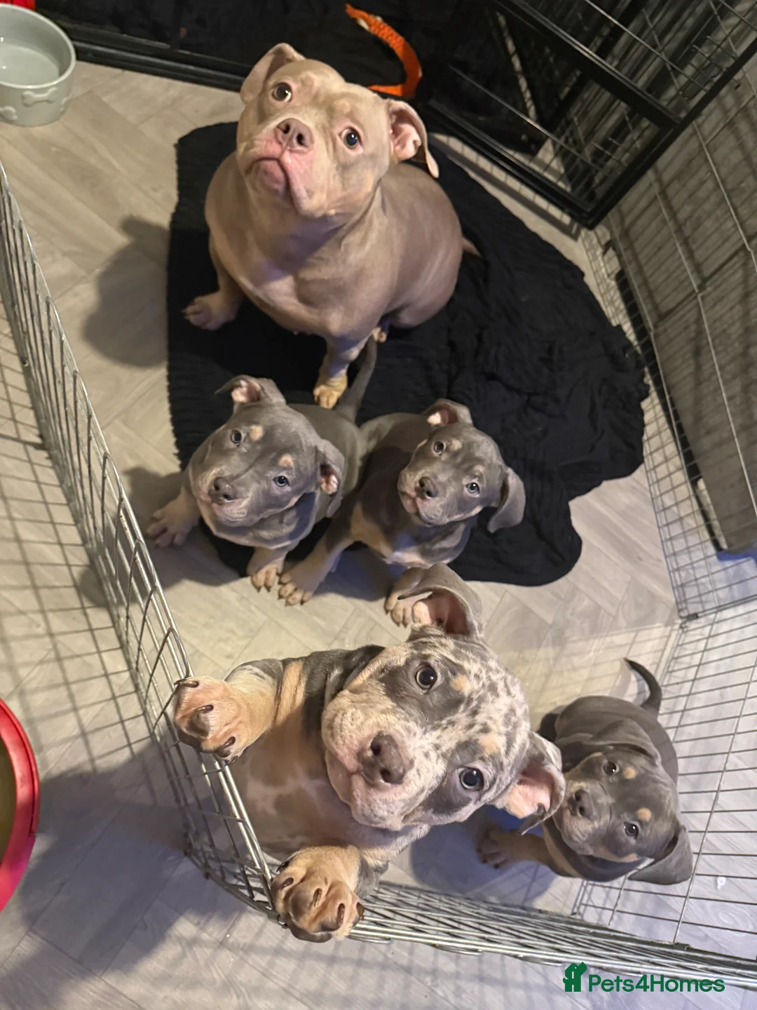 American Bully dogs for sale: Pocket bully pups  - Advert 7