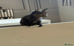 Mixed Breed cats for sale: Mixed breed kittens 8 weeks for sale  - Image 3