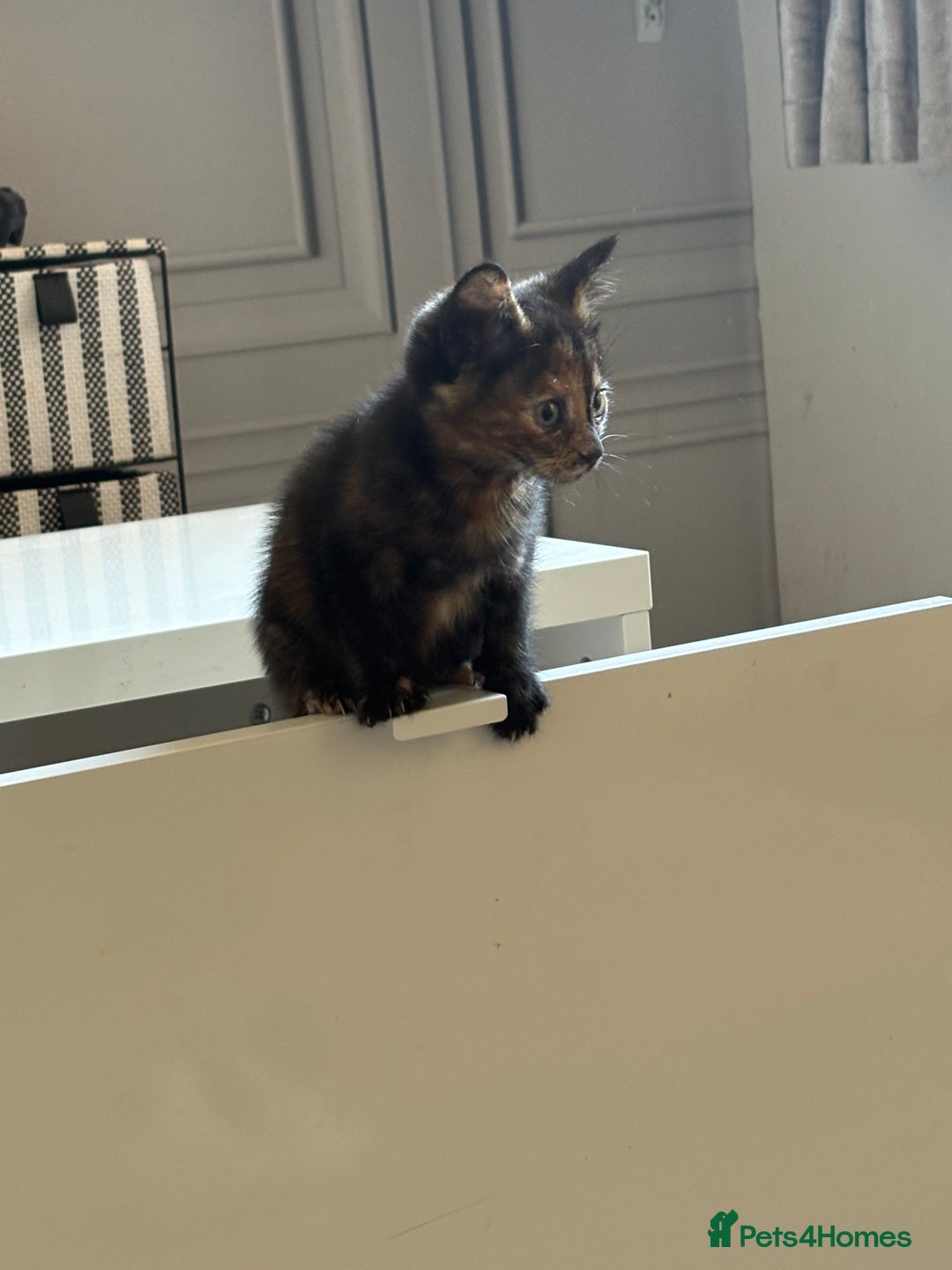 Mixed Breed cats for sale: Mixed breed kittens 8 weeks for sale  - Image 3