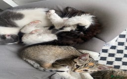 RagaMuffin cats for sale: 🐾 **Charming Ragdoll-Kittens for Adoption!** 🐾 - Image 16