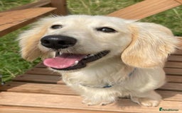 Miniature Dachshund dogs for stud: Long Haired Cream Stud - Image 2