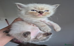 Ragdoll cats for sale: Seal and lynx point mitted kittens - Image 4