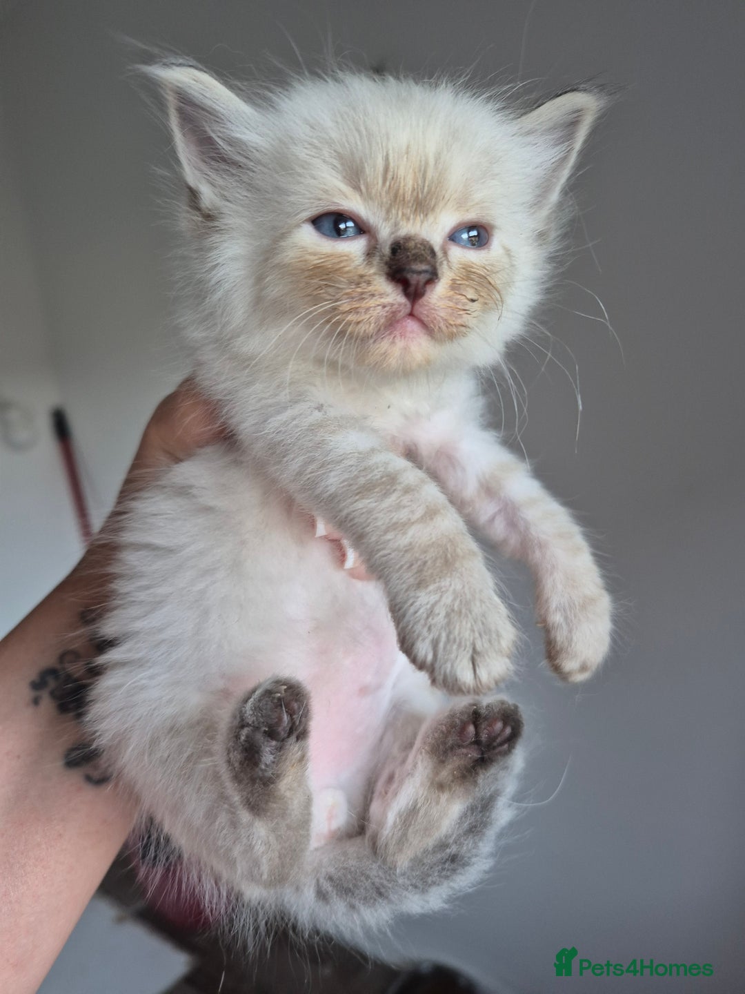 Ragdoll cats for sale: Seal and lynx point mitted kittens - Image 4