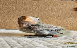 Lovebirds birds for sale: Beautiful hand reared baby love birds 🦜  - Image 6