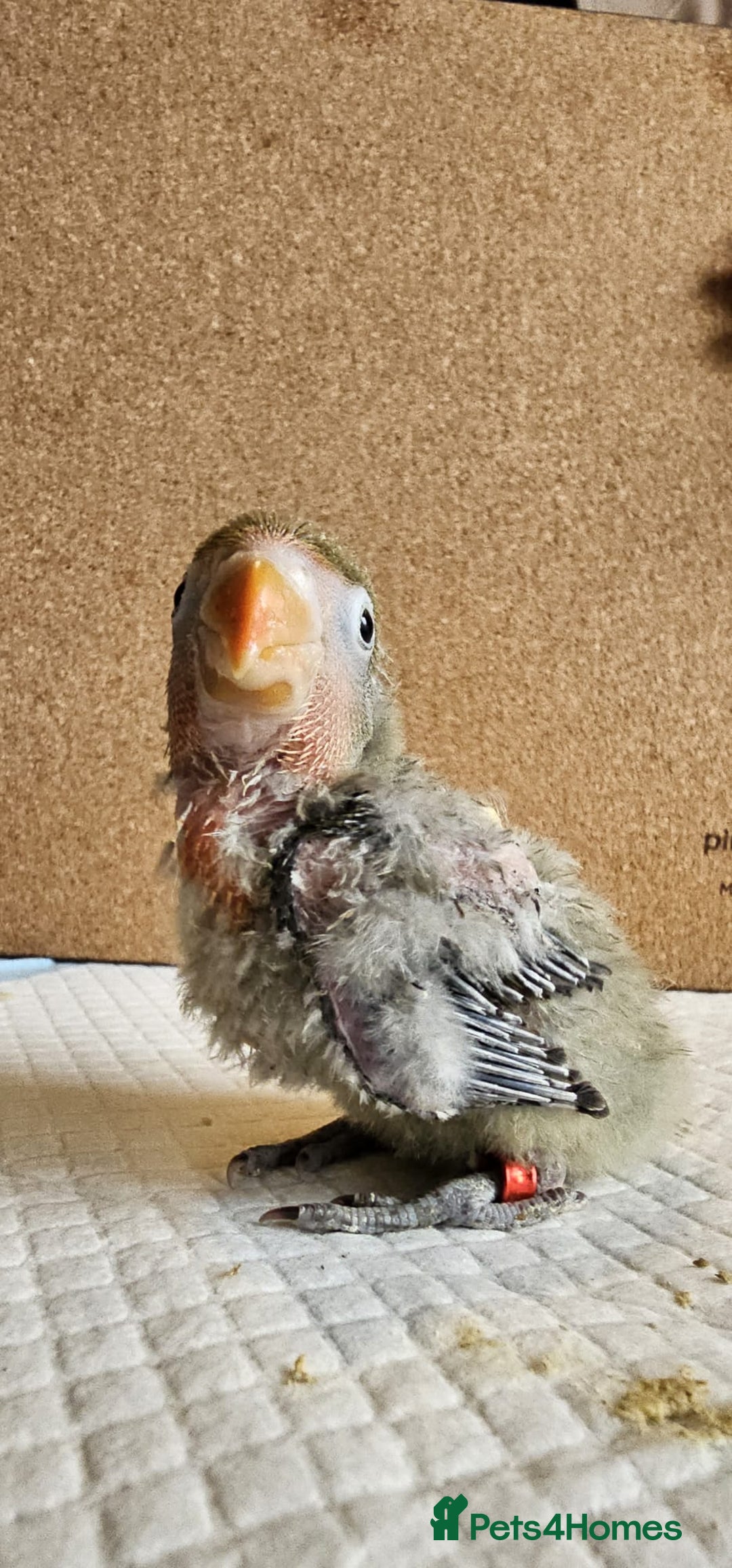 Lovebirds birds for sale: Beautiful hand reared baby love birds 🦜  - Image 6