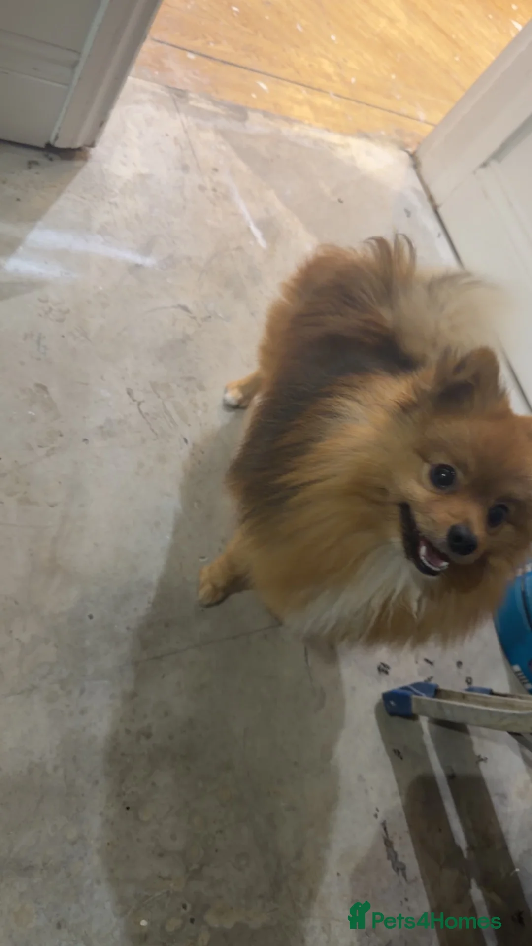 Pomeranian dogs for sale: 10 month old Pomeranian  - Advert 2