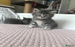 Scottish Fold cats for sale: STUNNING KITTENS FOR SALE! - Image 8