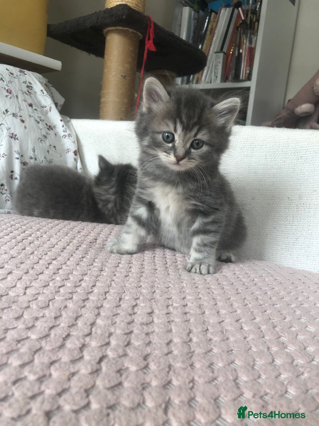 Scottish Fold cats for sale: STUNNING KITTENS FOR SALE! - Image 8