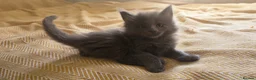Maine Coon cats for sale: Maine coon kittens - Advert 10