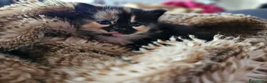 Mixed Breed Kitten 2