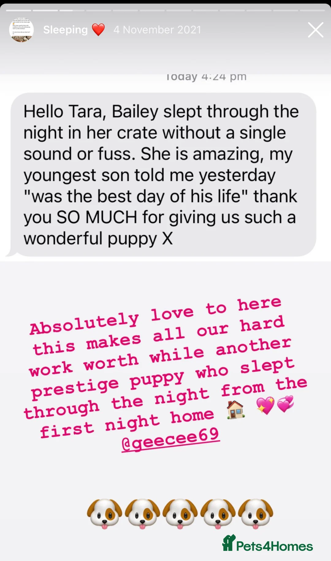 Australian Labradoodle dogs for sale: Prestige Australian labradoodle puppies💜 - Advert 17