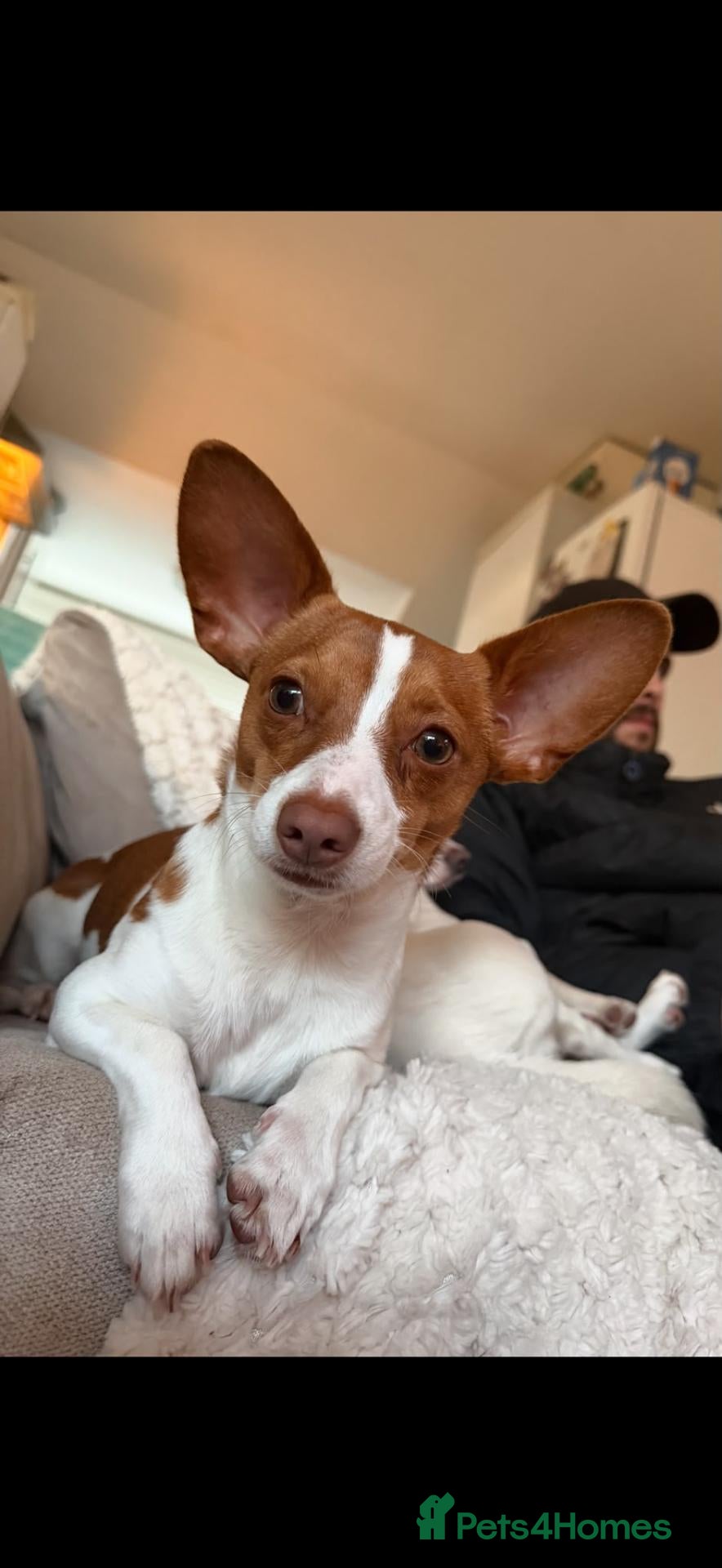Mixed Breed dogs Jackuaua x chiweenie - Advert 1