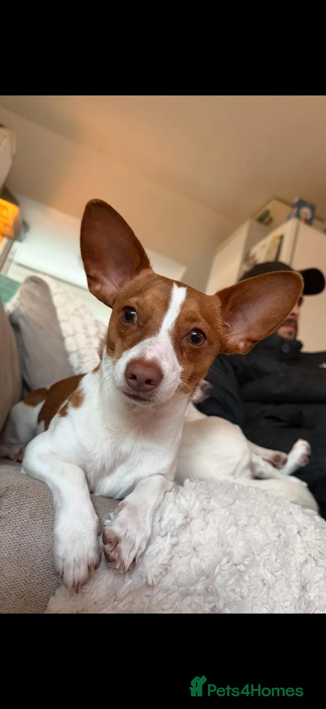 Mixed Breed dogs for stud: Jackuaua x chiweenie Stud - Advert 1