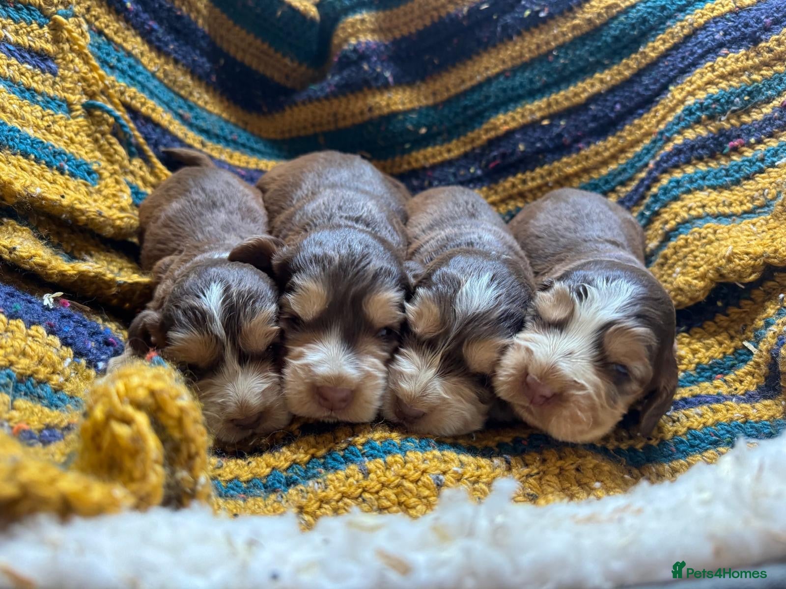Cocker Spaniel dogs ⚡️Beautiful KC Show-Type Cocker Spaniel Puppies⚡️ - Advert 1