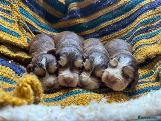 Cocker Spaniel dogs ⚡️Beautiful KC Show-Type Cocker Spaniel Puppies⚡️ - Advert 1
