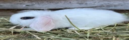 Mini Lop rabbits for sale: Gorgeous pure Mini lops and mini lion lops  - Advert 7