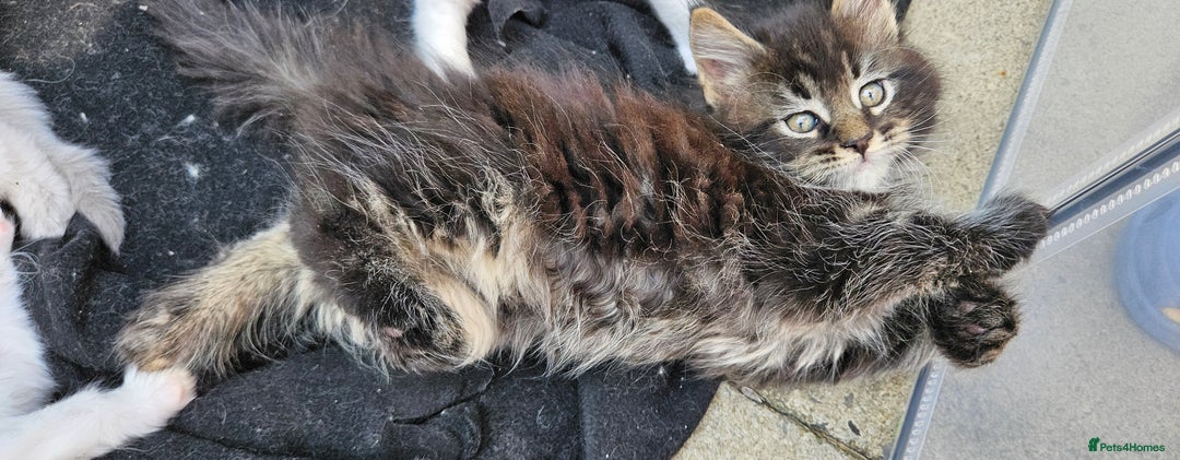 Maine Coon cats for sale: Gccf maincoon kittens. Ready from the 20th Sept  - Image 9