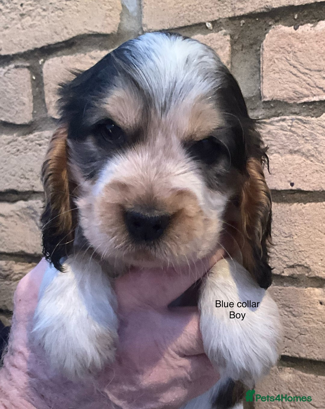 Cocker Spaniel dogs for sale: Stunning Litter of Show Cocker Spaniel Puppies  - Advert 8