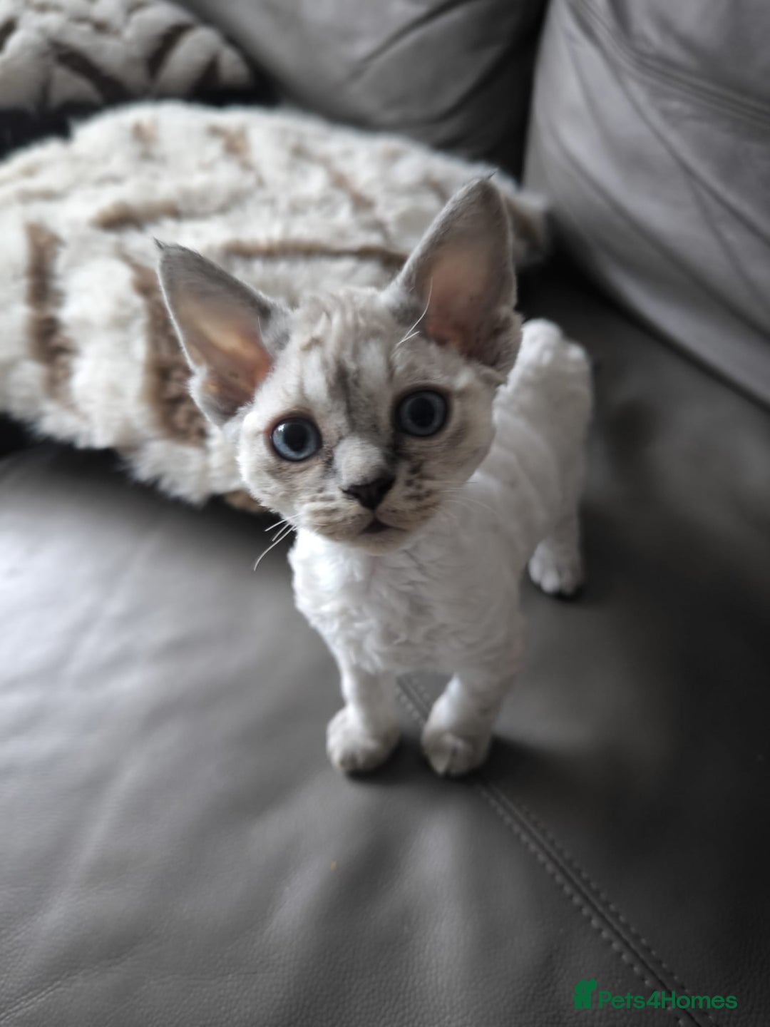 Devon Rex cats for sale: Devon Rex💕Blue Point Lynx Girl🩷Blue Point Boy💙 - Advert 22