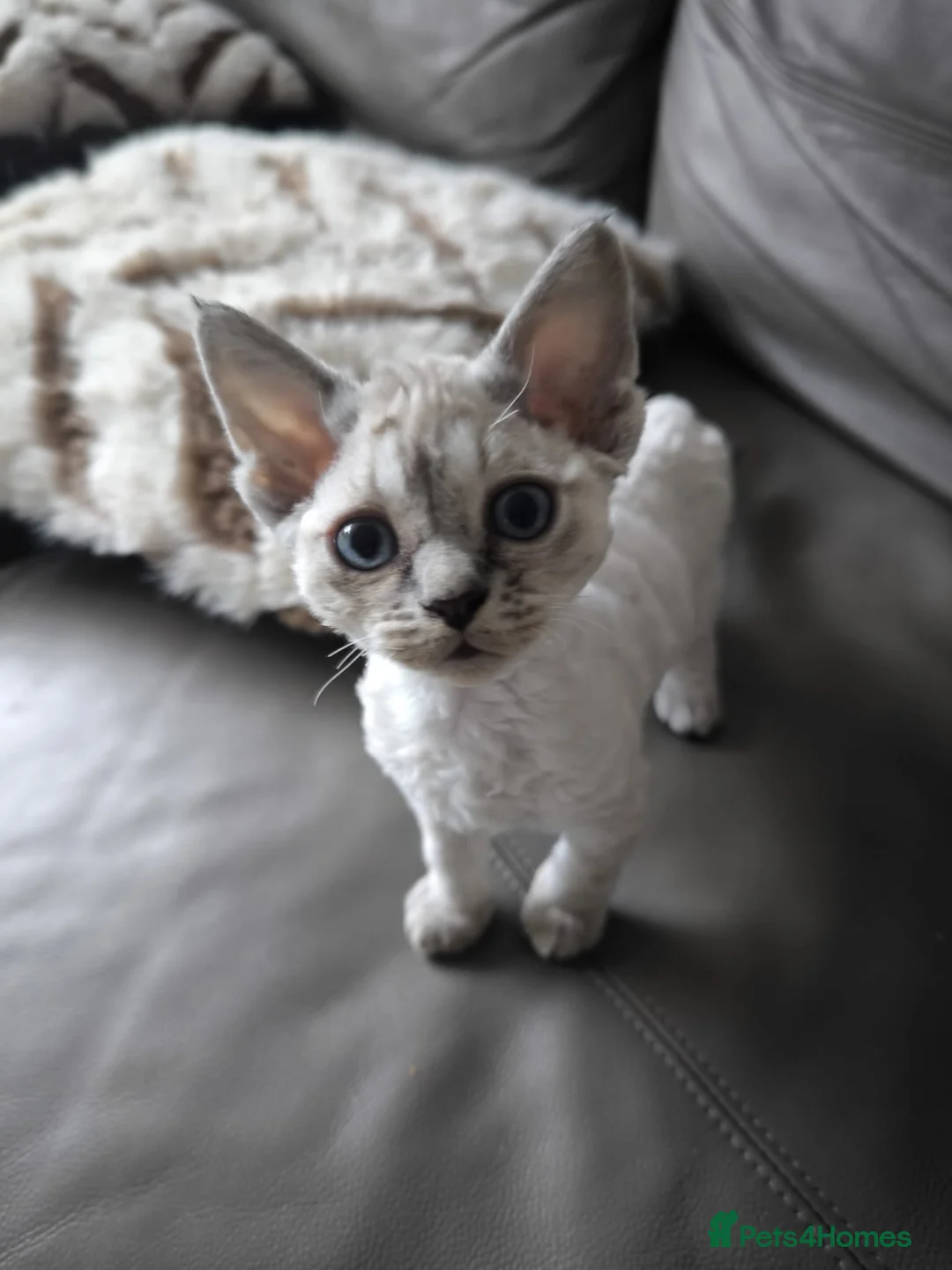 Devon Rex cats for sale: Devon Rex💕Blue Point Lynx Girl🩷 - Advert 25