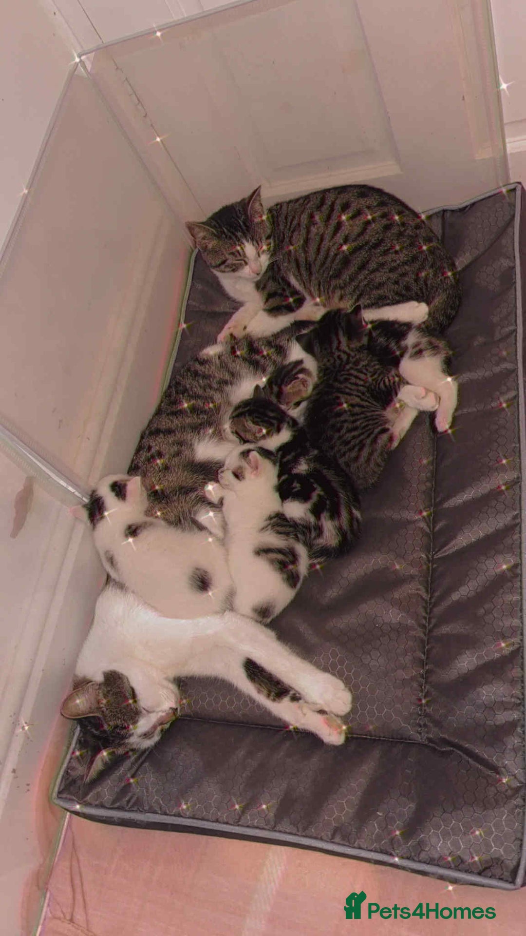 Mixed Breed cats for sale: 4 beautiful kittens for sale - Advert 2