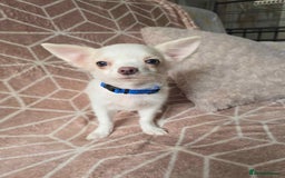 Chihuahua dogs for sale: 3 Handsome (KC) Chihuahua boys left (New photos) - Image 24