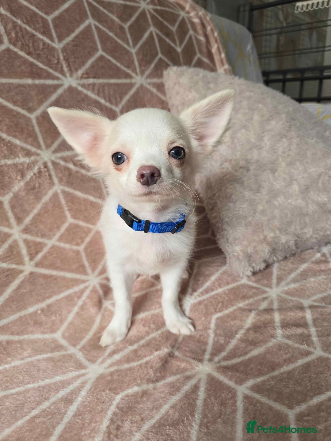 Chihuahua dogs for sale: 3 Handsome (KC) Chihuahua boys left (New photos) - Image 24