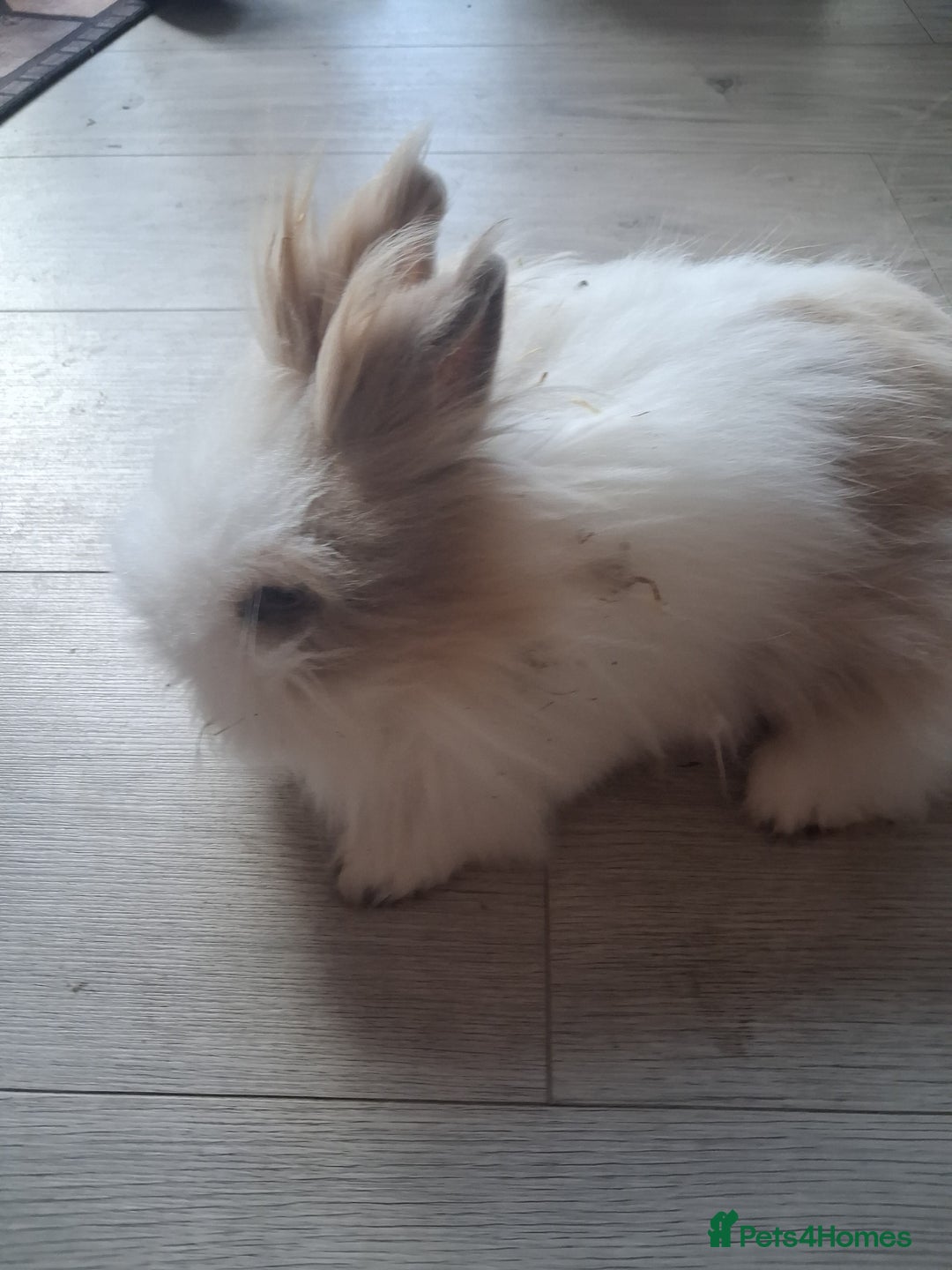 Lionhead rabbits for sale: Lionhead  - Advert 12