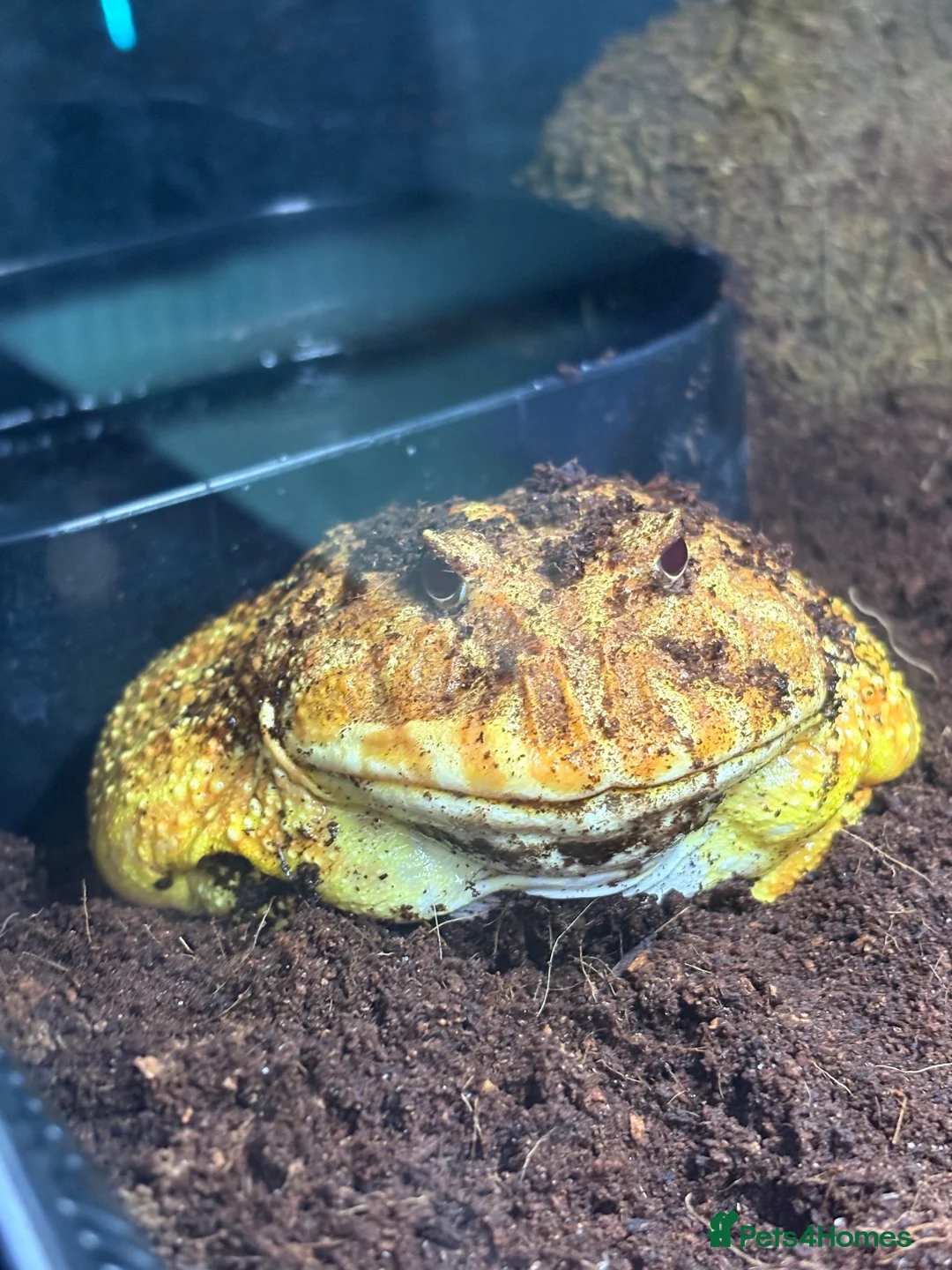 Frog reptiles for sale: Pacman frog in Ipswich - Advert 3