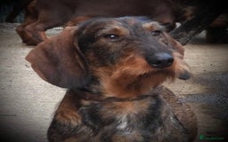 Dachshund dogs for sale: 2 left! standard dachshund puppies ready now! - Image 22