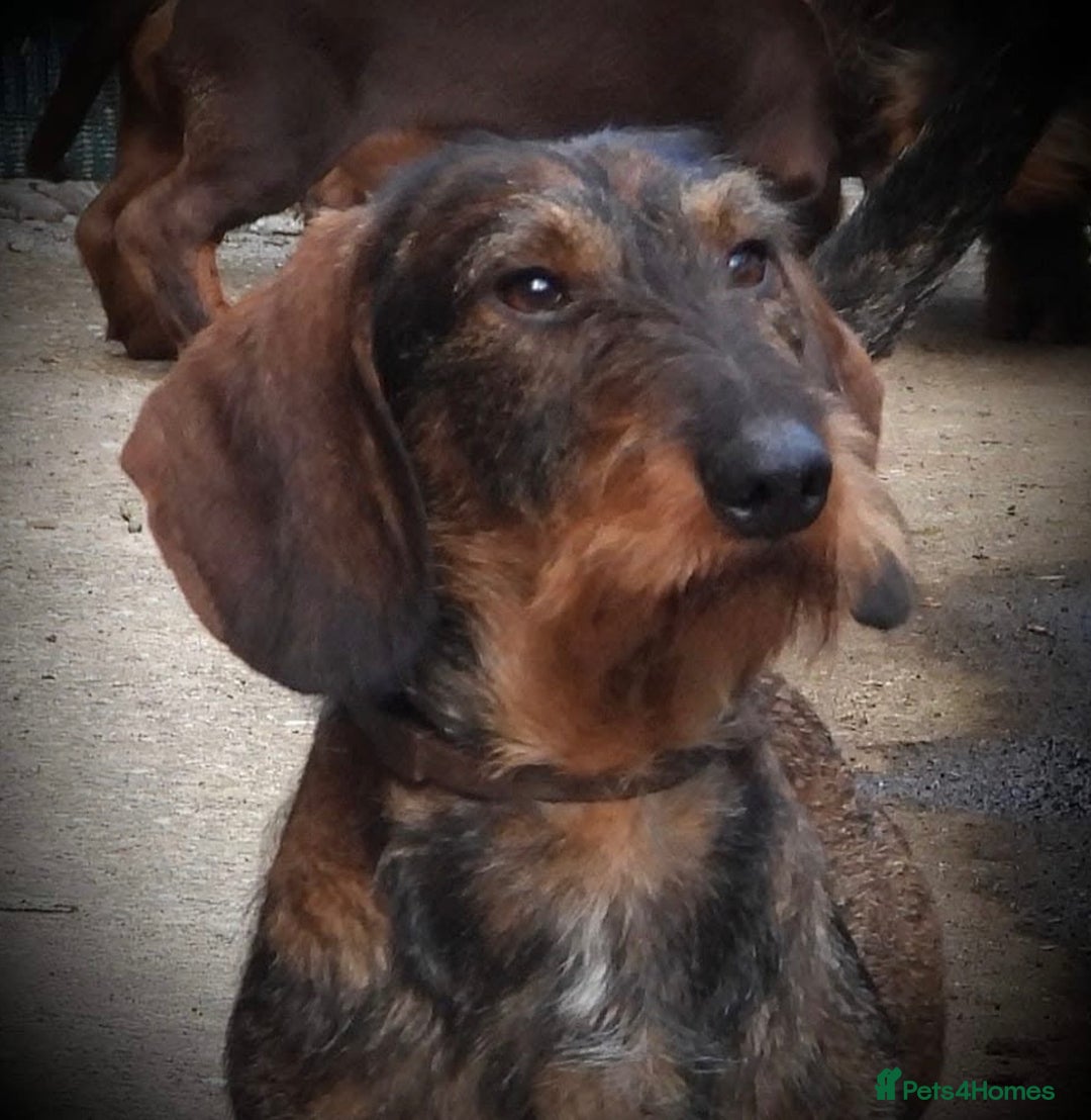 Dachshund dogs for sale: 2 left! standard dachshund puppies ready now! - Image 22