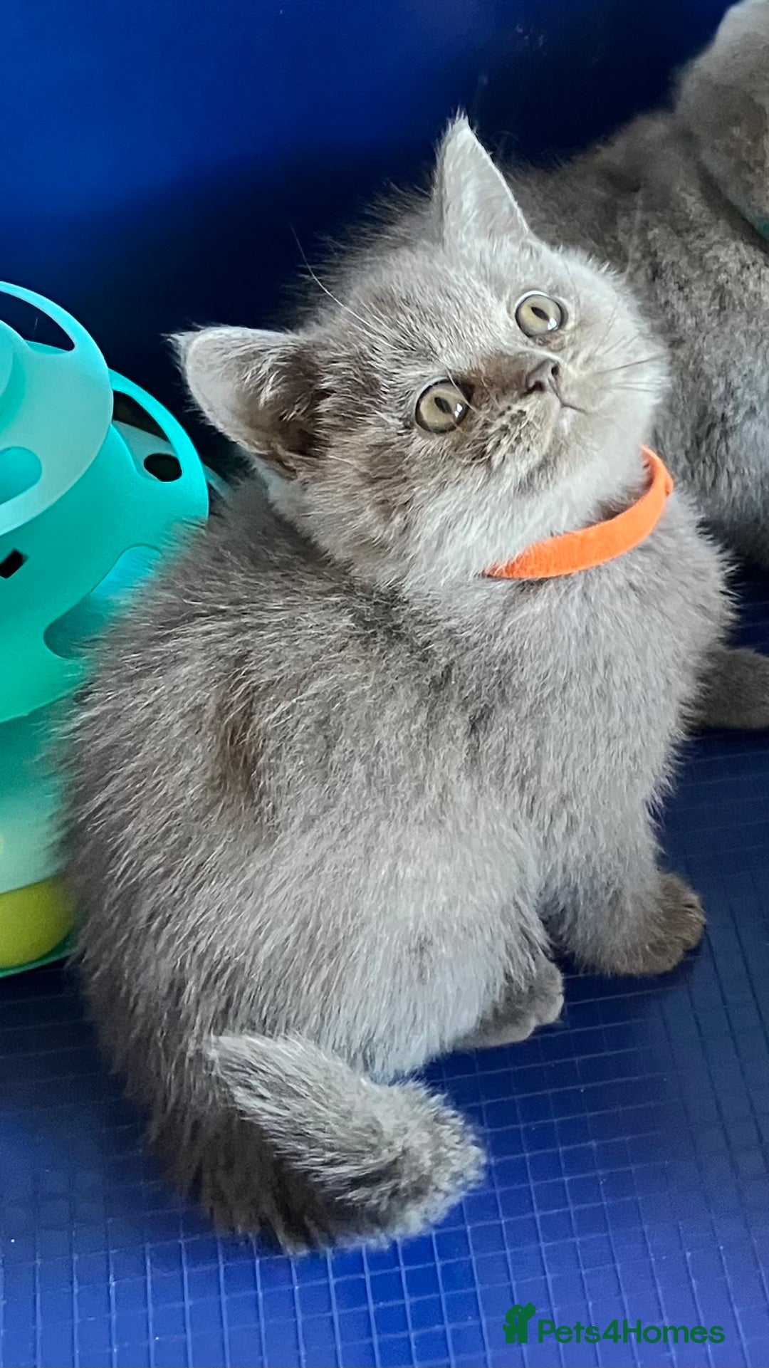 British Shorthair cats for sale: GCCF registered ChampionBloodline 5GENpedigree BSH - Image 14