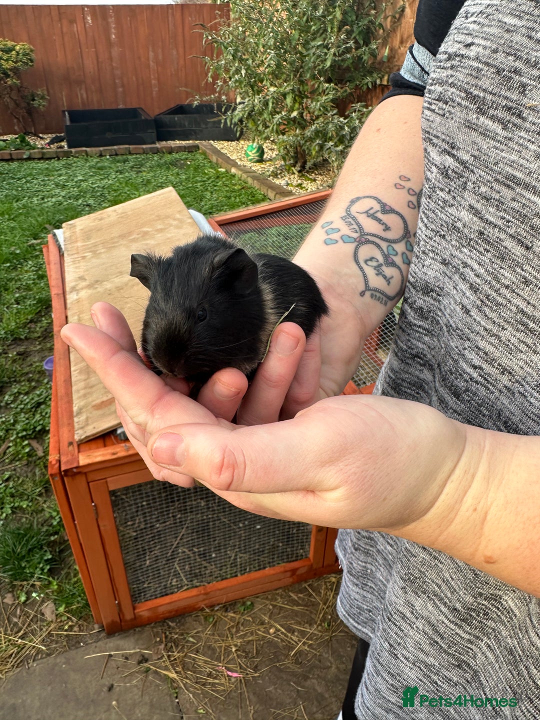 Guinea Pig rodents for sale: Male guinea pigs  - Image 4