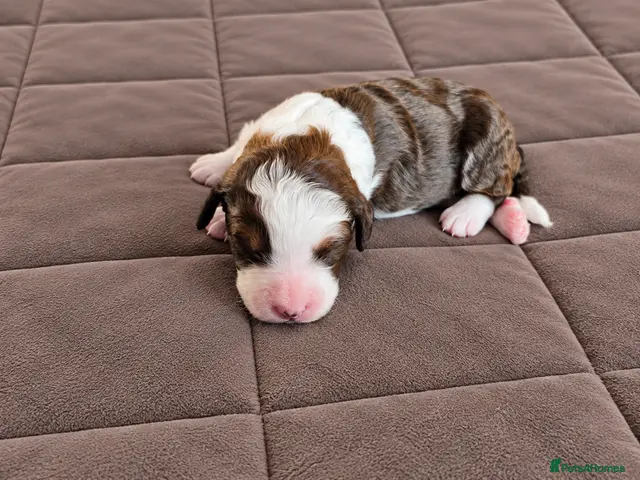 Bernedoodle dogs for sale: Bernedoodle F1B - Advert 2